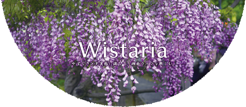 Wistaria01